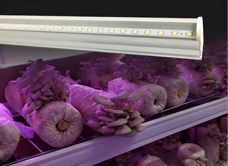 mushroom grow LED light1 mushroom grow LED light1